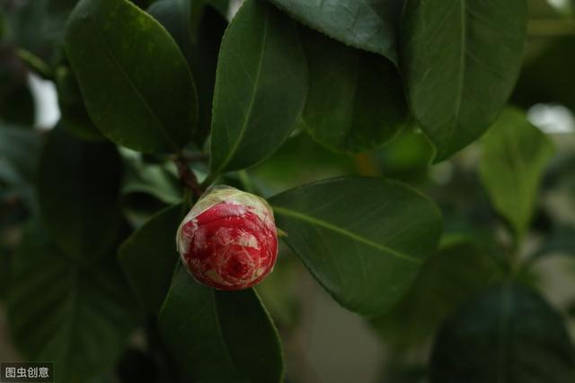 11月养茶花，送你4句“真经”，不黄叶掉叶，花开拳头大