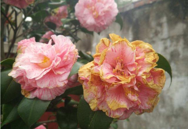 茶花花瓣边缘干枯为哪般？做好5件事，花瓣美艳无瑕，花期长