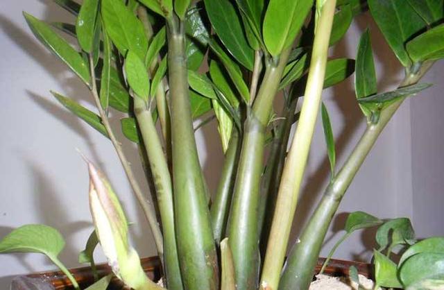 金钱树茎杆发皱害处多，及时解决问题，新芽“噌噌”长