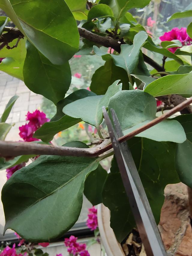 三角梅复花有技巧，这样剪一剪，15天就能冒花苞