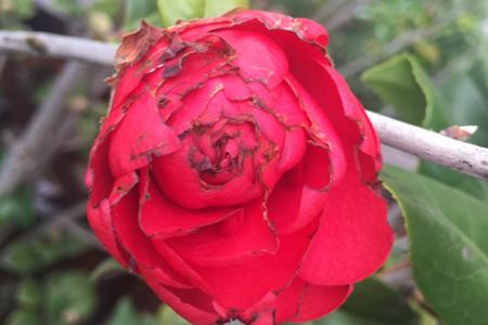 茶花花瓣边缘干枯为哪般？做好5件事，花瓣美艳无瑕，花期长