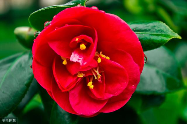 茶花花瓣边缘干枯为哪般？做好5件事，花瓣美艳无瑕，花期长