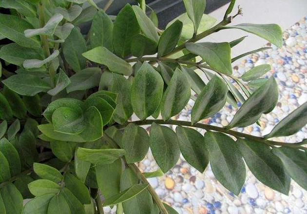 金钱树茎杆发皱害处多，及时解决问题，新芽“噌噌”长