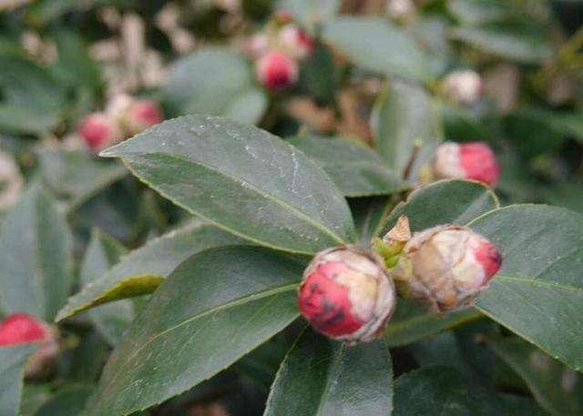 茶花花瓣边缘干枯为哪般？做好5件事，花瓣美艳无瑕，花期长