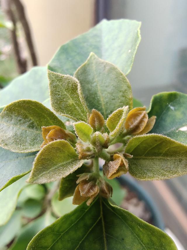 三角梅复花有技巧，这样剪一剪，15天就能冒花苞