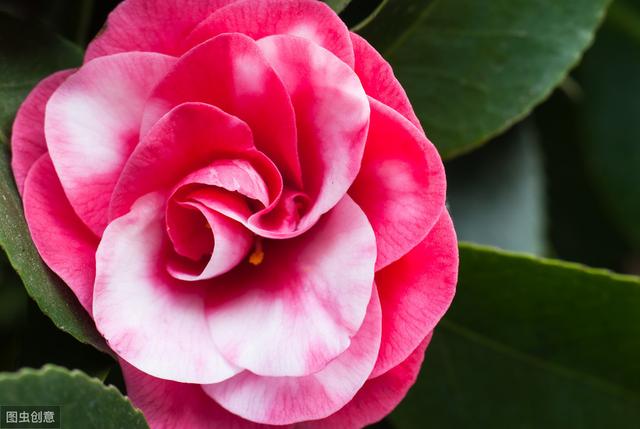 茶花花瓣边缘干枯为哪般？做好5件事，花瓣美艳无瑕，花期长