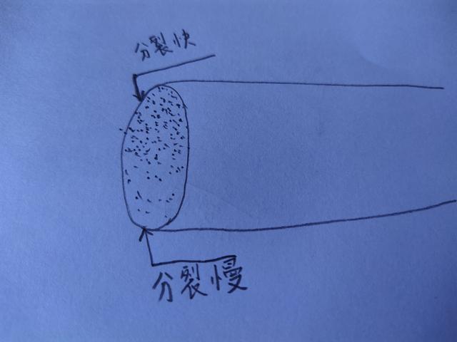 墨兰叶子扭曲不平？重点从4个方面考虑，叶子翠绿平展不难