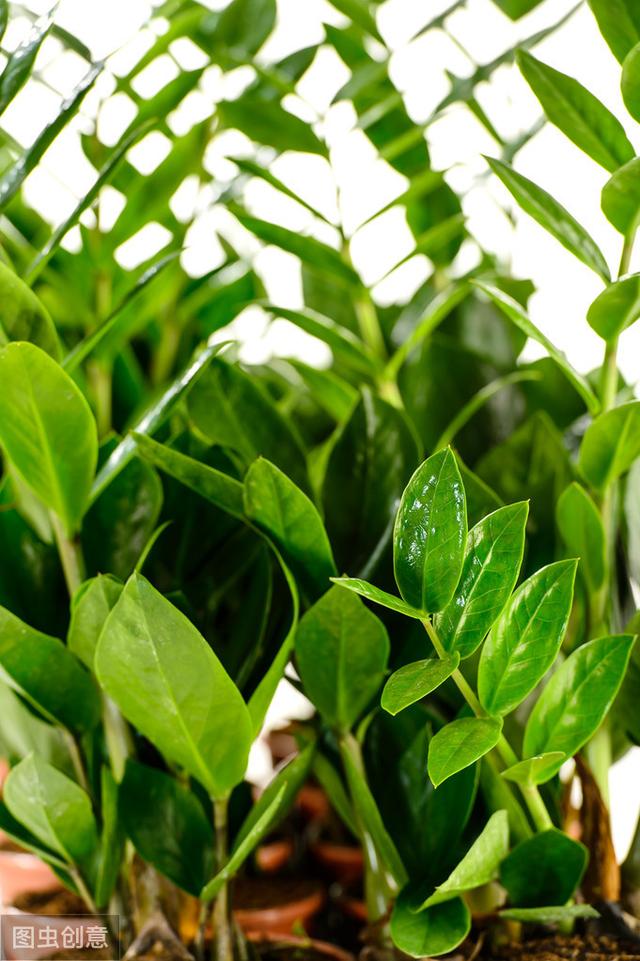 金钱树茎杆发皱害处多，及时解决问题，新芽“噌噌”长