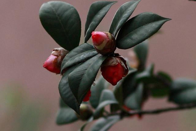 茶花花瓣边缘干枯为哪般？做好5件事，花瓣美艳无瑕，花期长