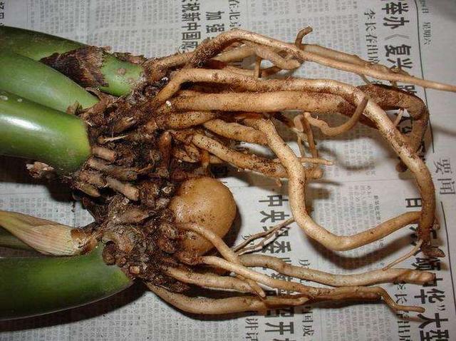金钱树茎杆发皱害处多，及时解决问题，新芽“噌噌”长