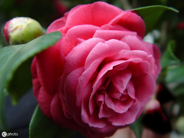 11月养茶花，送你4句“真经”，不黄叶掉叶，花开拳头大