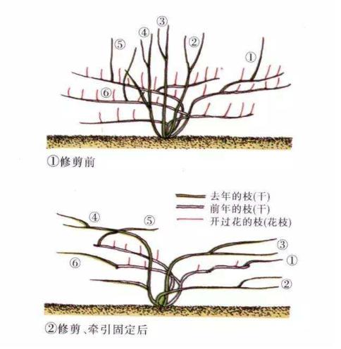 藤本月季冬季修剪掌握3原则、5要素，来年不爆花都难