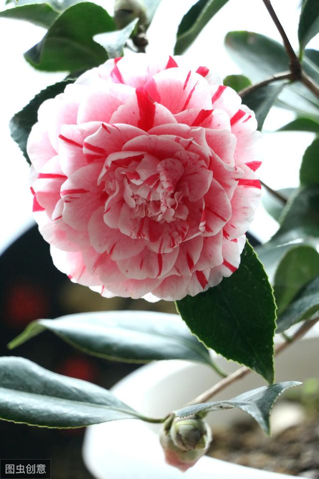 11月养茶花，送你4句“真经”，不黄叶掉叶，花开拳头大