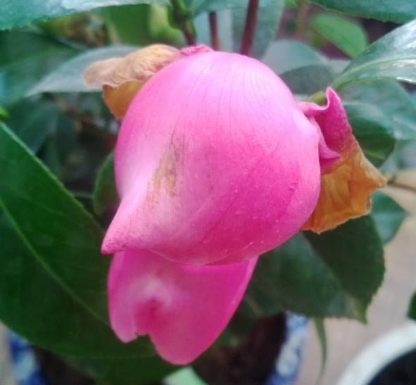 茶花花瓣边缘干枯为哪般？做好5件事，花瓣美艳无瑕，花期长