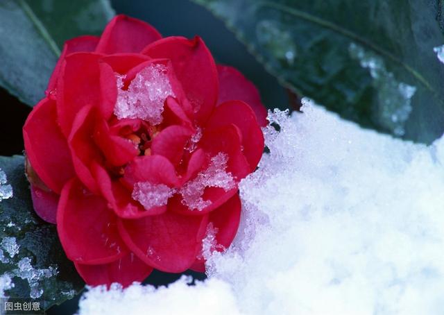 11月养茶花，送你4句“真经”，不黄叶掉叶，花开拳头大