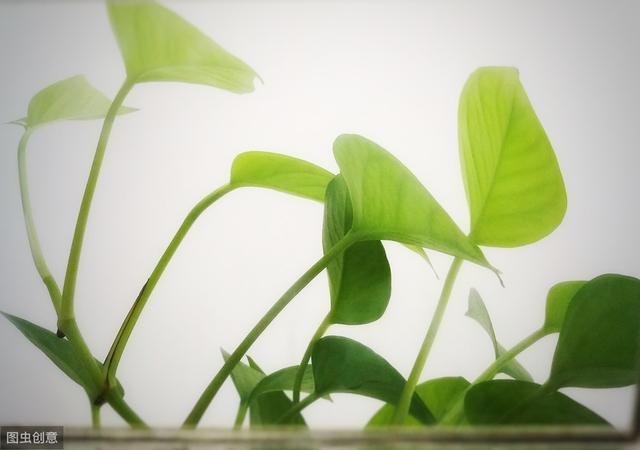 家里常见的7种有毒花草，养护需小心，摆放有讲究