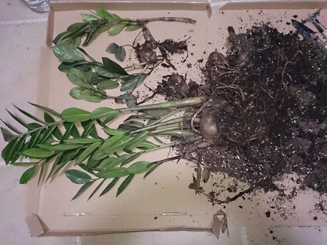 金钱树茎杆发皱害处多，及时解决问题，新芽“噌噌”长