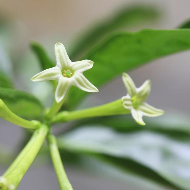家里常见的7种有毒花草，养护需小心，摆放有讲究