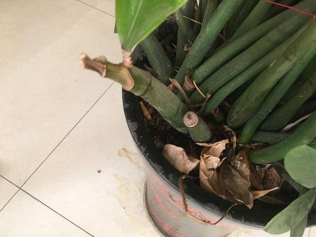 金钱树茎杆发皱害处多，及时解决问题，新芽“噌噌”长
