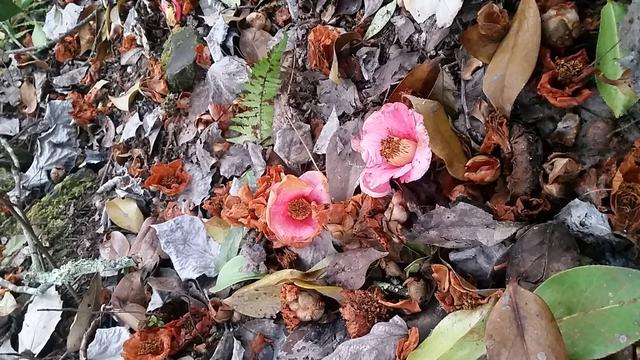 茶花花瓣边缘干枯为哪般？做好5件事，花瓣美艳无瑕，花期长