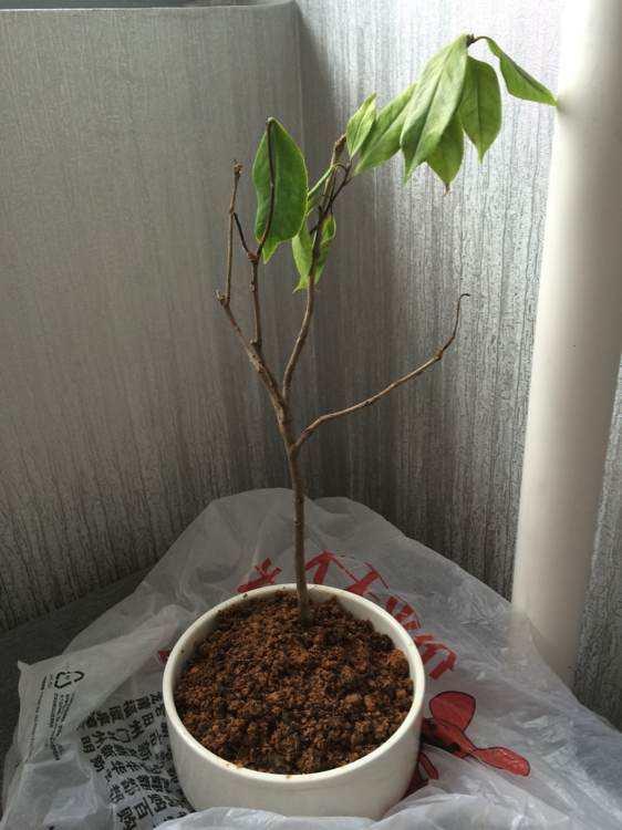 茶花掉光叶子不要扔，4步就能“起死回生”，来年依旧花满枝头