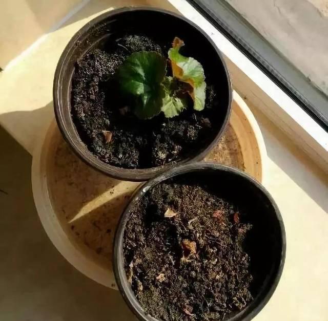丽格海棠掉花朵？这样解决，单朵花开60天都不掉