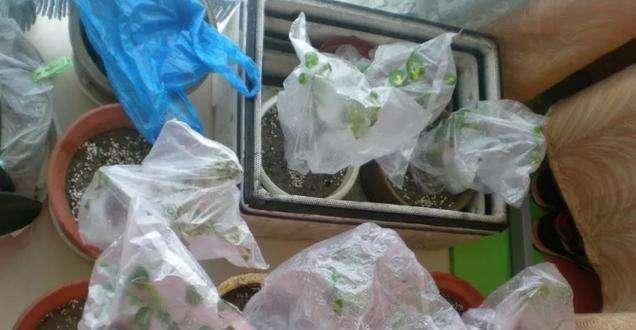   现在养红掌，注意3个数字，才能叶绿花红，长久花开