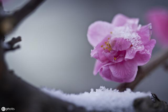 下雪才好看的3种花，想让花开的美，别早早搬入室内