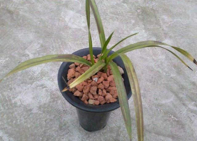 兰花最低多少度会冻伤？记住了，就是这2个数