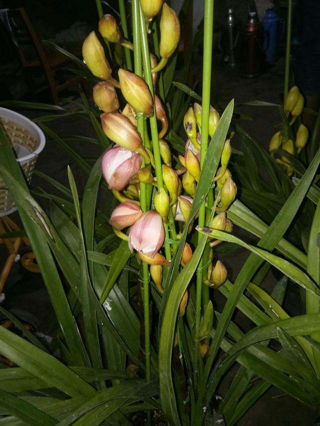 大花蕙兰开花在即，花葶矮小不用急，3步操作就能长成大高个