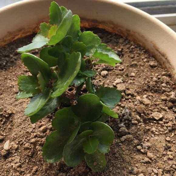 长寿花长花苞能否施肥？满足3个条件就施，花大色艳邻居也羡慕