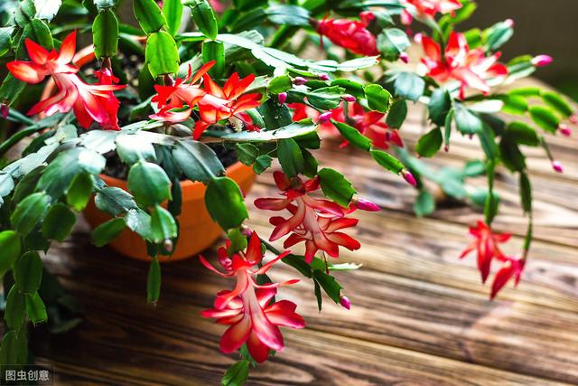 3种花冬天要“静养”，否则容易掉花苞，花期短