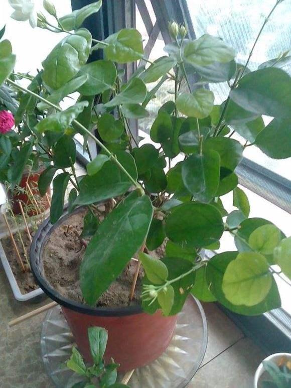初冬茉莉花养粗正当时，温度控制好，根壮苗粗，来年花大花多