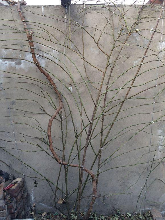藤本月季有3个症状时，及时横拉，来年花量翻倍