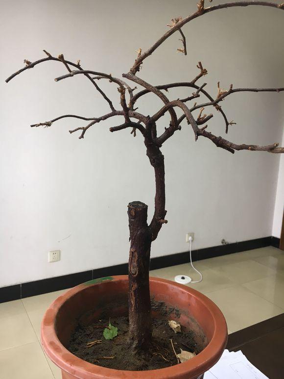 三角梅防冻用3个土方法，可行性强，来年能早发芽早开花