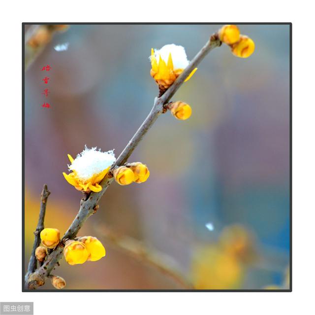 下雪才好看的3种花，想让花开的美，别早早搬入室内