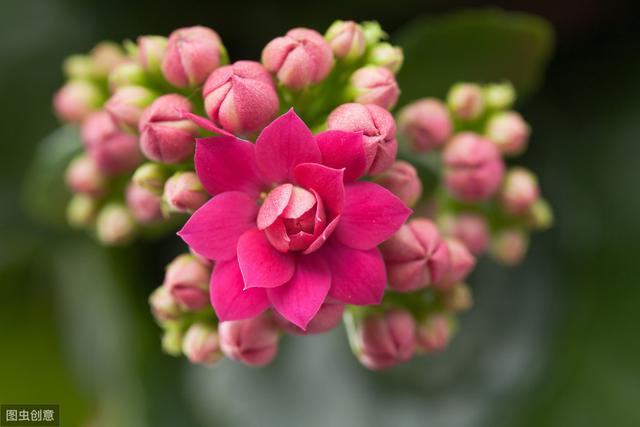 新买的长寿花“来一刀”，不黄叶，不烂根，一开就是100天