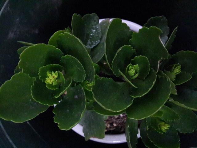 长寿花长花苞能否施肥？满足3个条件就施，花大色艳邻居也羡慕