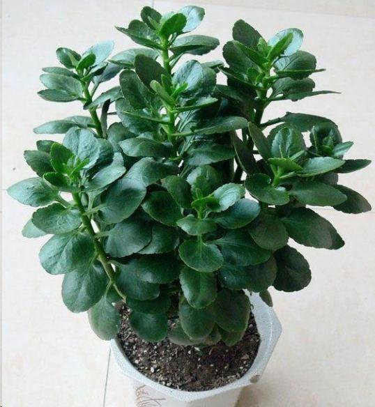 长寿花长花苞能否施肥？满足3个条件就施，花大色艳邻居也羡慕