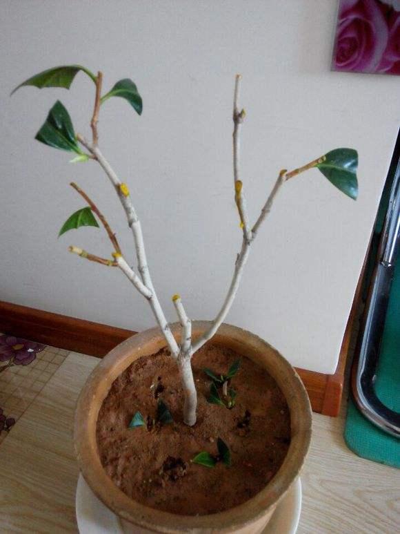 茶花掉光叶子不要扔，4步就能“起死回生”，来年依旧花满枝头