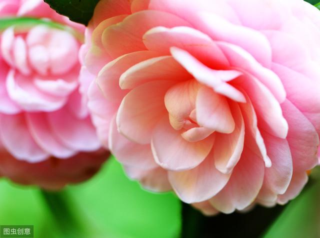 3种花冬天要“静养”，否则容易掉花苞，花期短