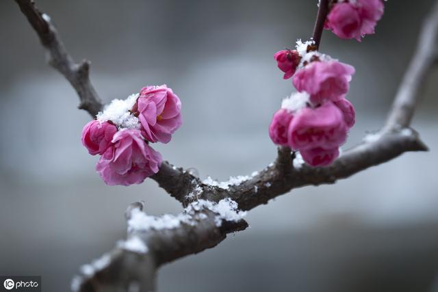 下雪才好看的3种花，想让花开的美，别早早搬入室内