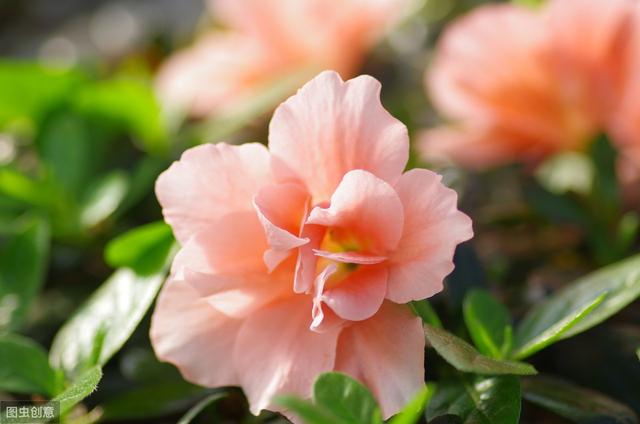 3种花冬天要“静养”，否则容易掉花苞，花期短