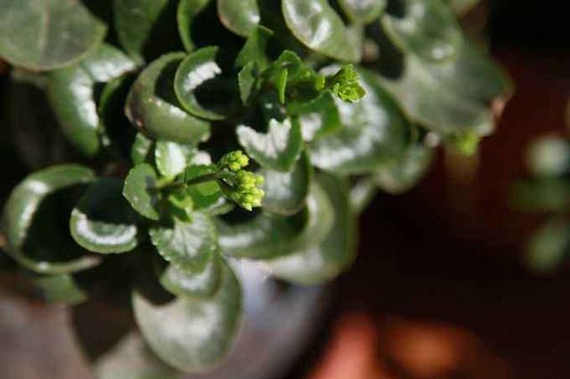 长寿花长花苞能否施肥？满足3个条件就施，花大色艳邻居也羡慕