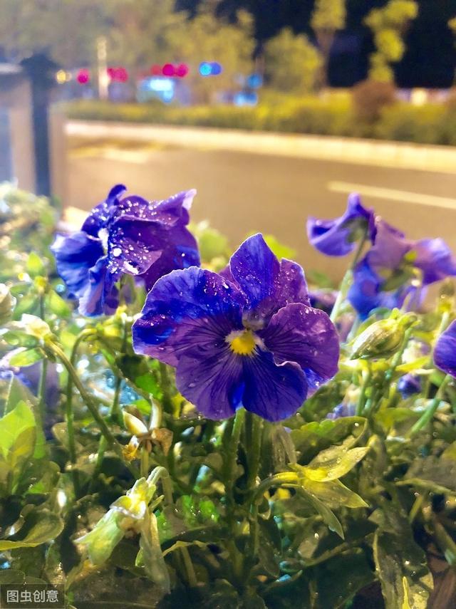 下雪才好看的3种花，想让花开的美，别早早搬入室内