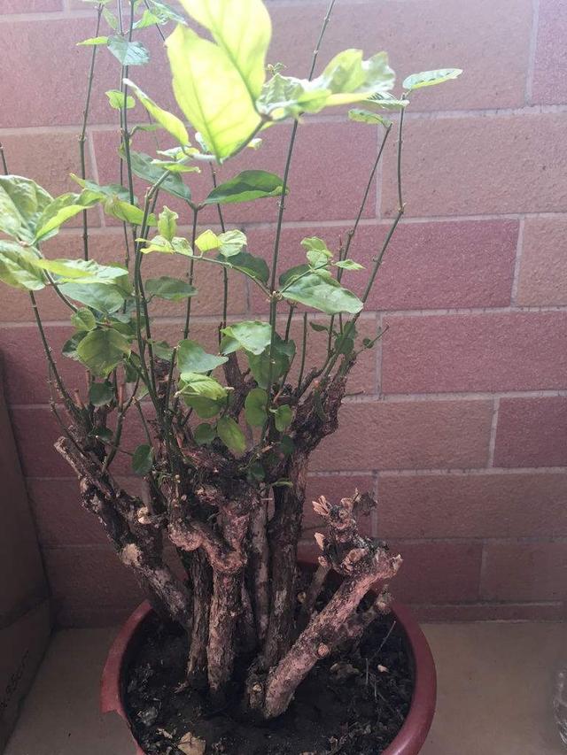 初冬茉莉花养粗正当时，温度控制好，根壮苗粗，来年花大花多