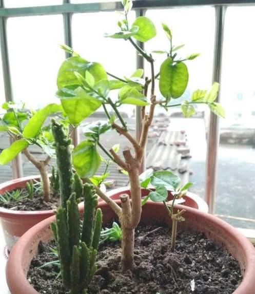 初冬茉莉花养粗正当时，温度控制好，根壮苗粗，来年花大花多