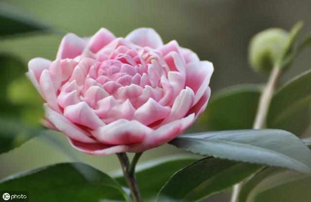 茶花掉光叶子不要扔，4步就能“起死回生”，来年依旧花满枝头