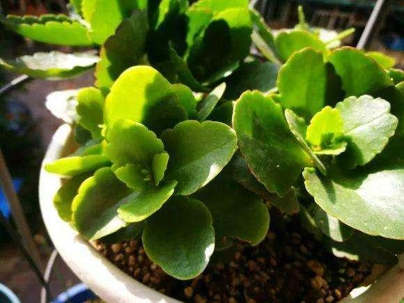 长寿花长花苞能否施肥？满足3个条件就施，花大色艳邻居也羡慕