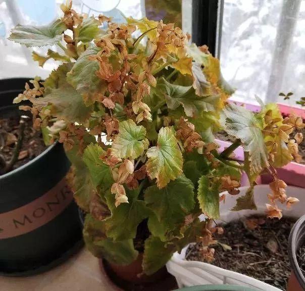 丽格海棠掉花朵？这样解决，单朵花开60天都不掉